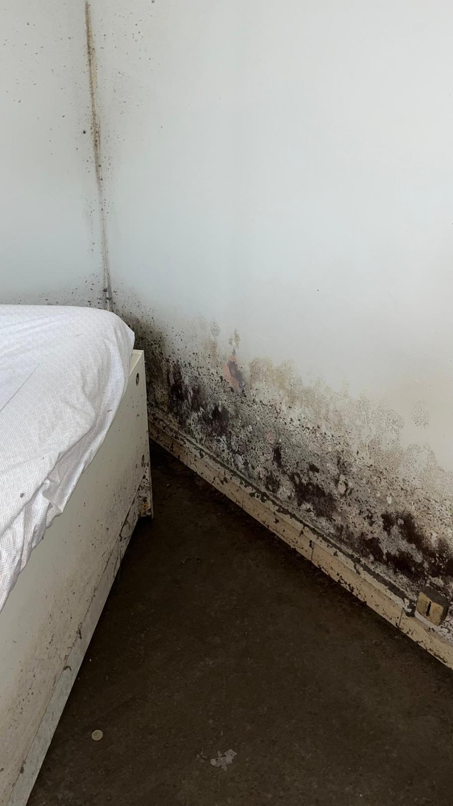 Moisissures sur un mur derrière un lit